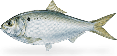 Bait Fish PNG