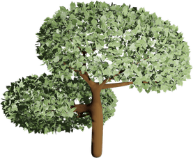 Hemlock Tree PNG
