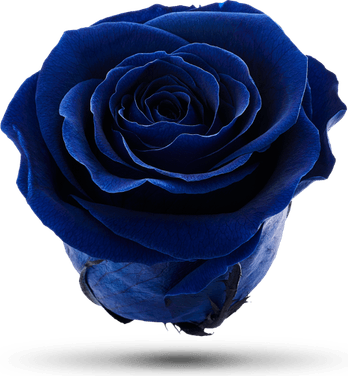 Blue Rose PNG