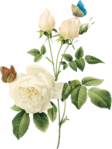 Rose Flower PNG