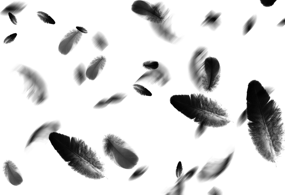 Feathers PNG