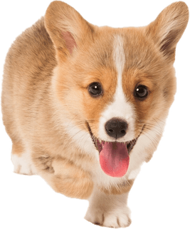 Corgi PNG