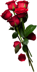 Rose Flower PNG