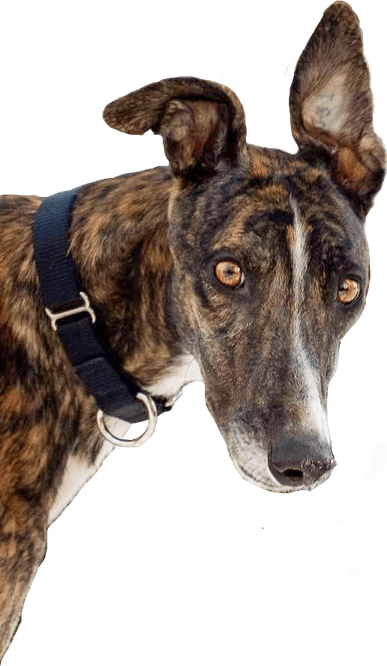 Greyhound PNG