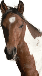 Horse Head PNG
