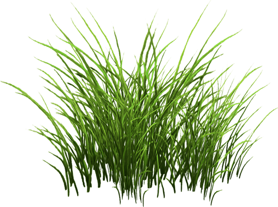 Little Grass PNG