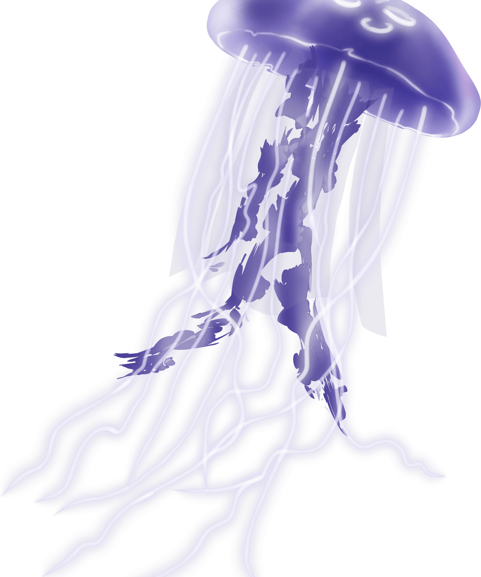 Jellyfish PNG