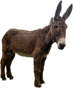 Donkey PNG