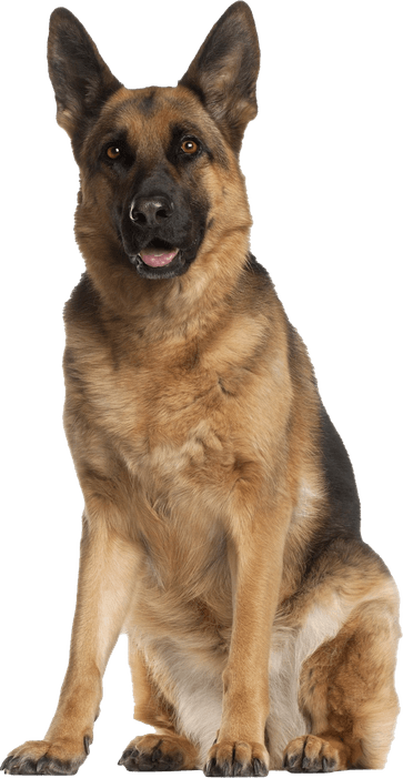 German Shepherd PNG