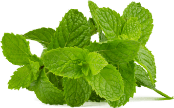 Mint Flower PNG
