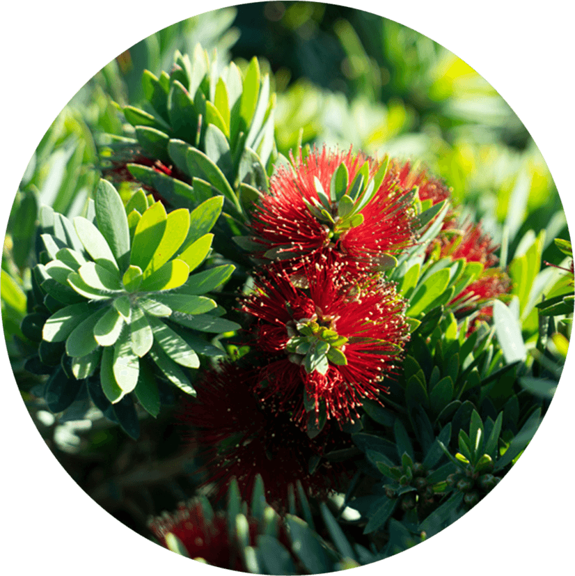 Bottlebrush Tree PNG