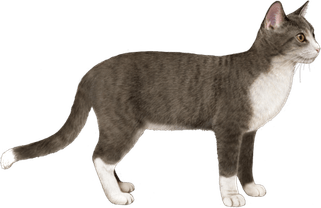 Street Cat PNG