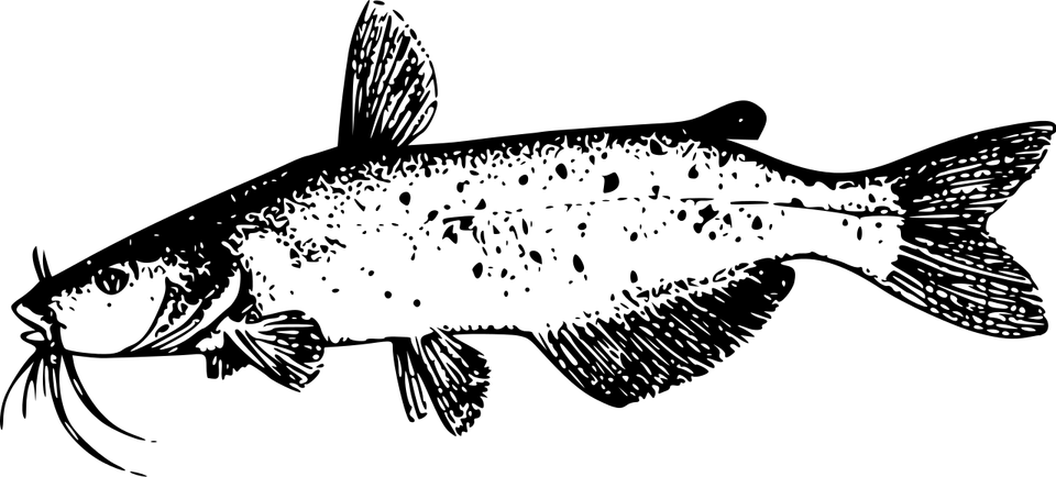 Catfish PNG