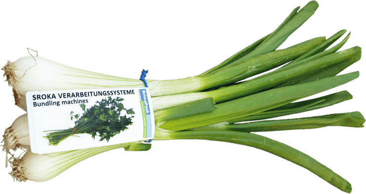 Spring Onions PNG