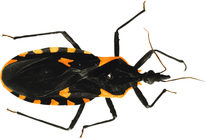 Kissing Bug PNG