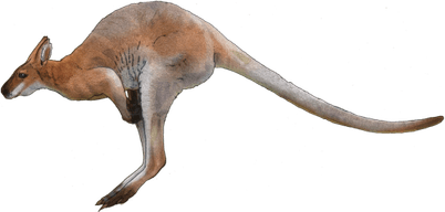 Kangaroo PNG