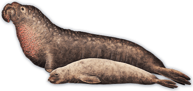 Seal PNG