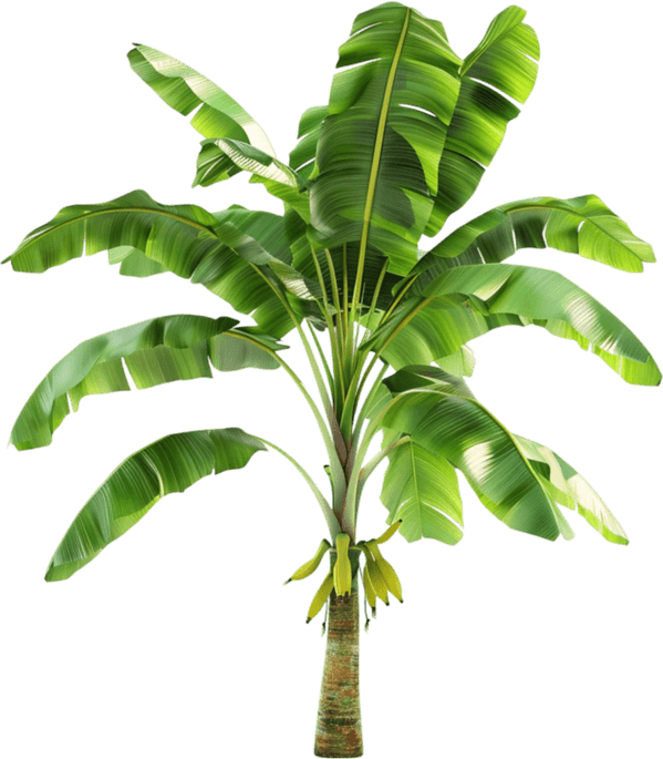 Banana Tree PNG