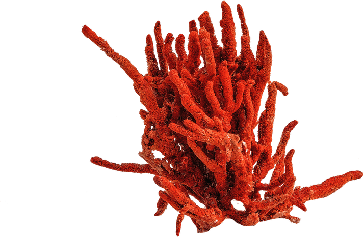 Red Coral PNG
