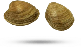 Pacific Geoduck PNG