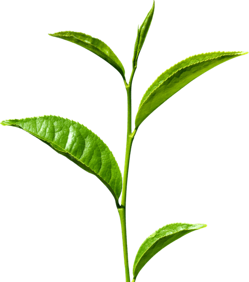 Green Tea PNG