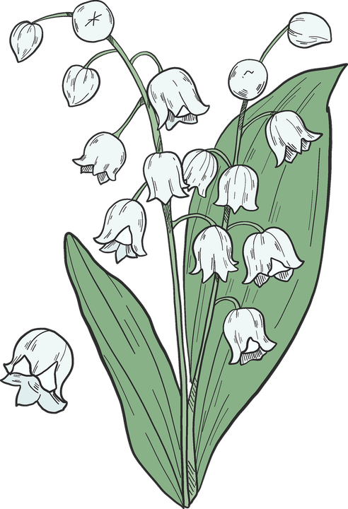 Lily Of The Valley PNG