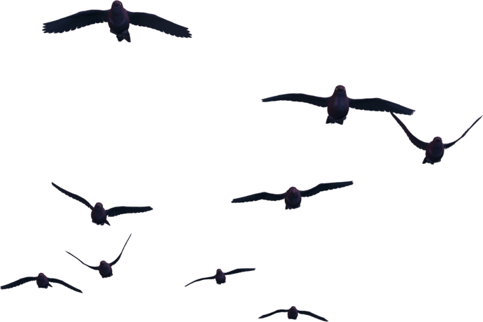Flying Birds PNG