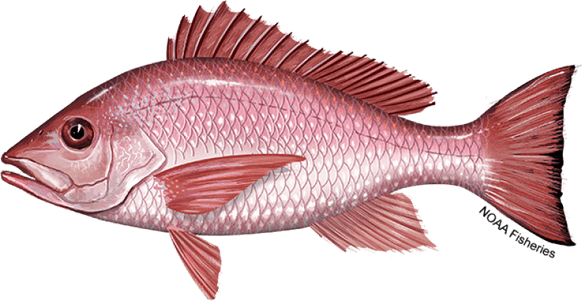 Red Fish PNG