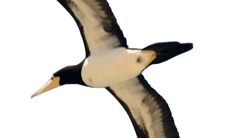 Bird Flying PNG