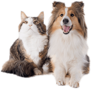 Dog Cat PNG
