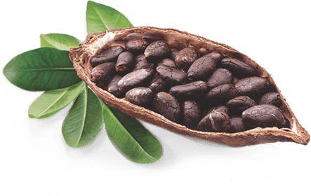 Cocoa Beans PNG