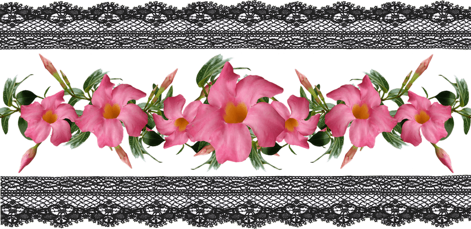 Banner Border Flower PNG