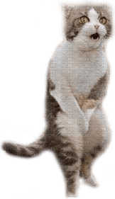 Funny Cat PNG