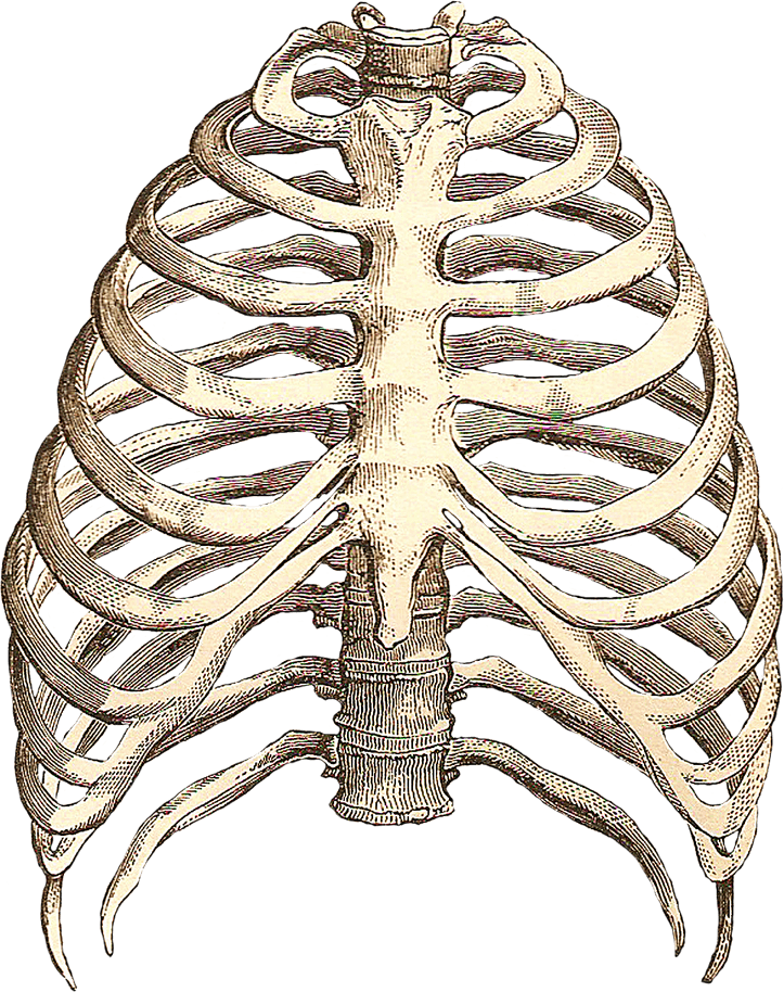 Rib Cage PNG