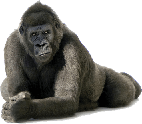 Gorilla PNG
