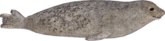 Harbor Seal PNG
