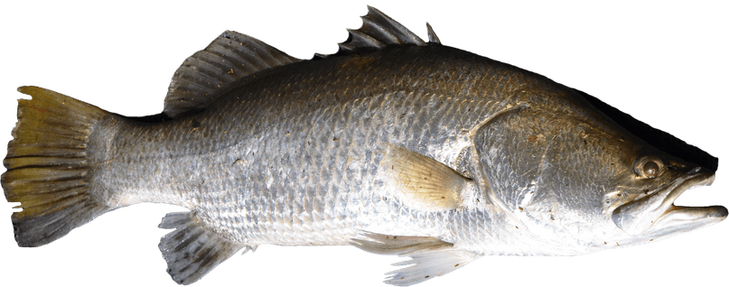 Bass Fish PNG