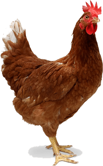 Chicken Bird PNG