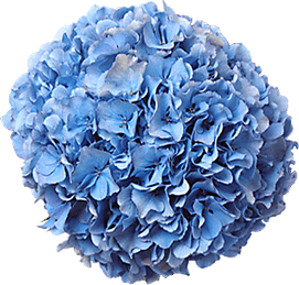 Real Blue Flower PNG