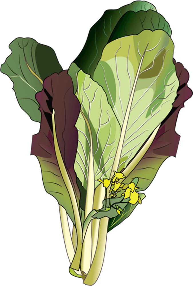 Mustard Greens PNG