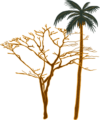 Safari Tree PNG
