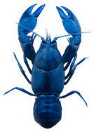 Blue Lobster PNG