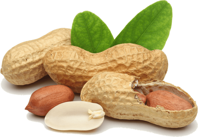 Peanut PNG