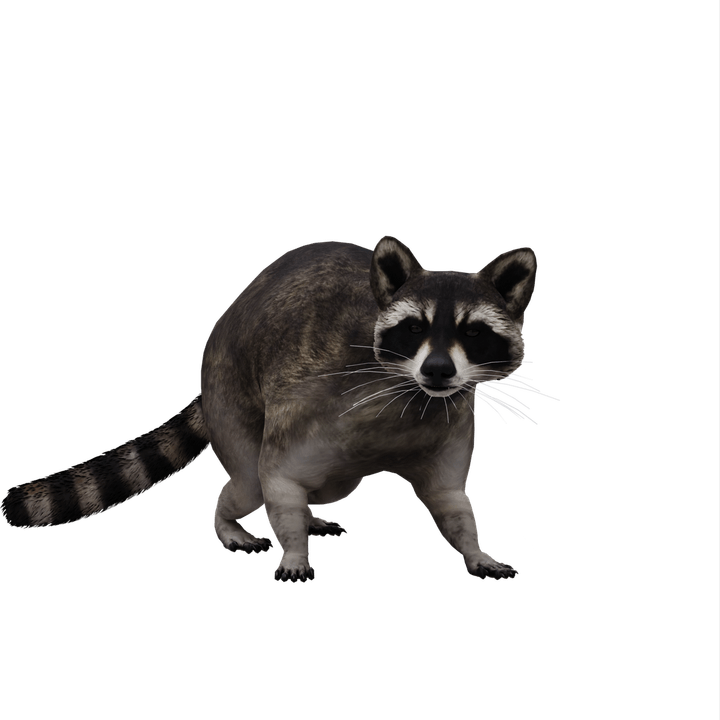 Raccoon PNG