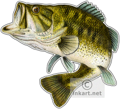 Bass Fish PNG
