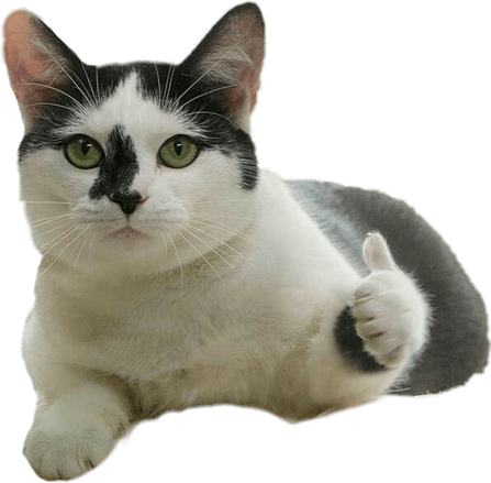 Goofy Cat PNG