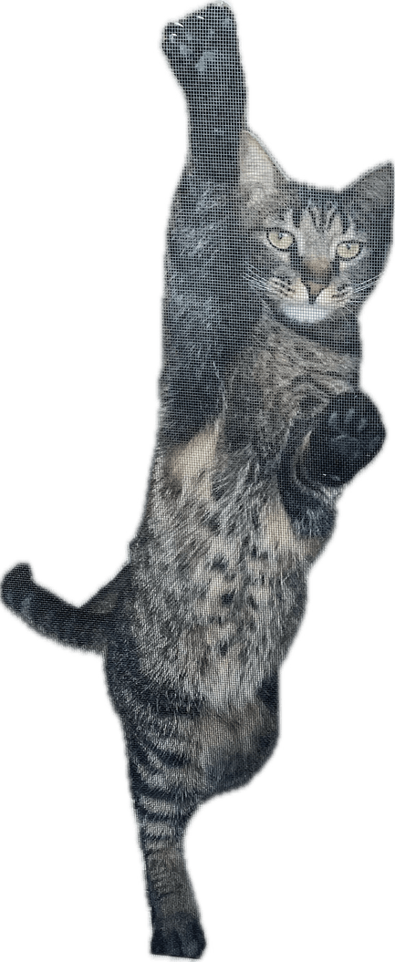 Cat Falling PNG