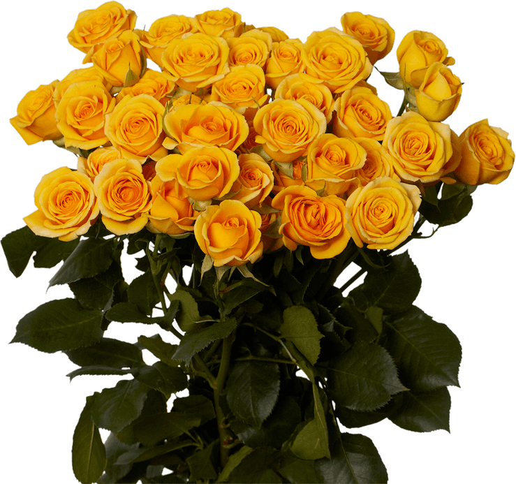 Rose Yellow PNG