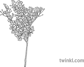 Babys Breath PNG