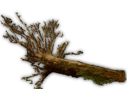 Fallen Tree PNG